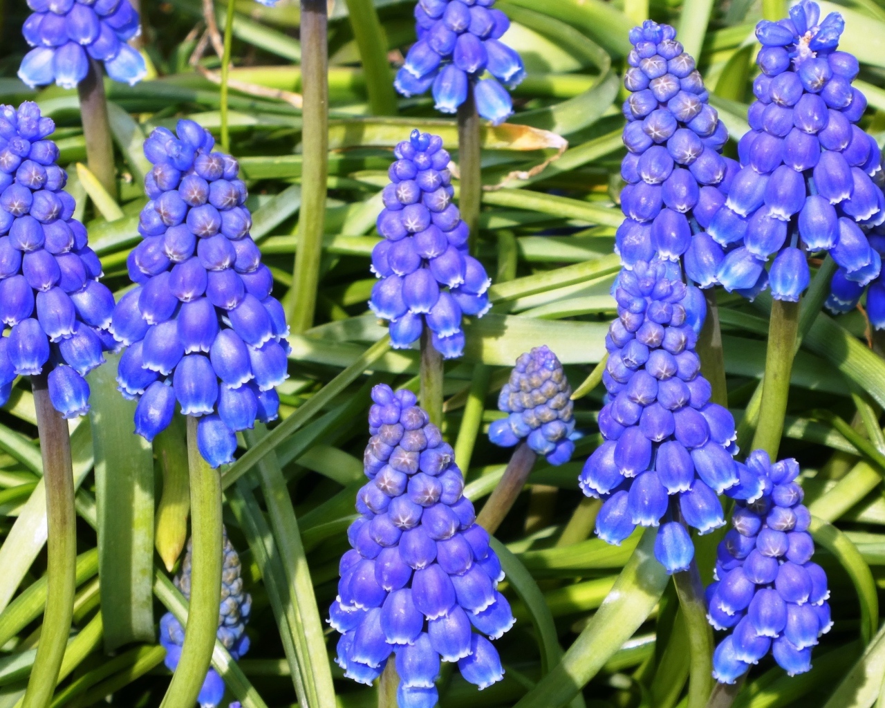 Синие маленькие садовые цветы мускари крупным планом