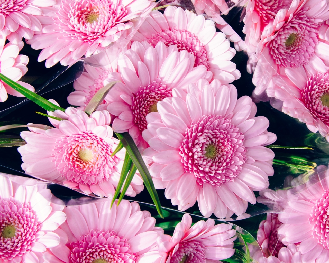 Букет красивых розовых цветов герберы