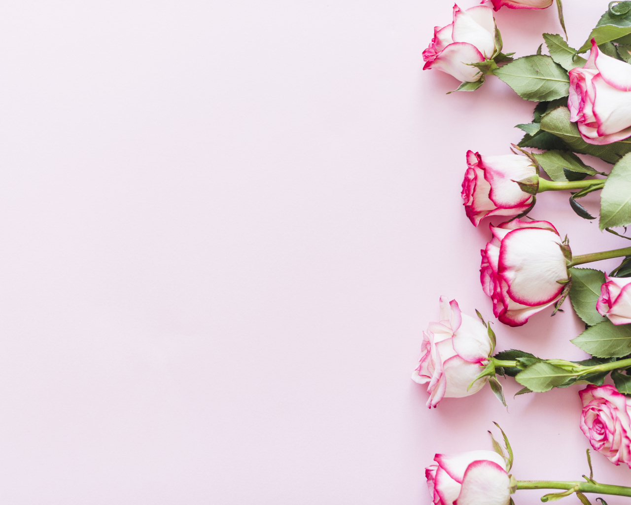 Букет нежных роз на розовом фоне, шаблон