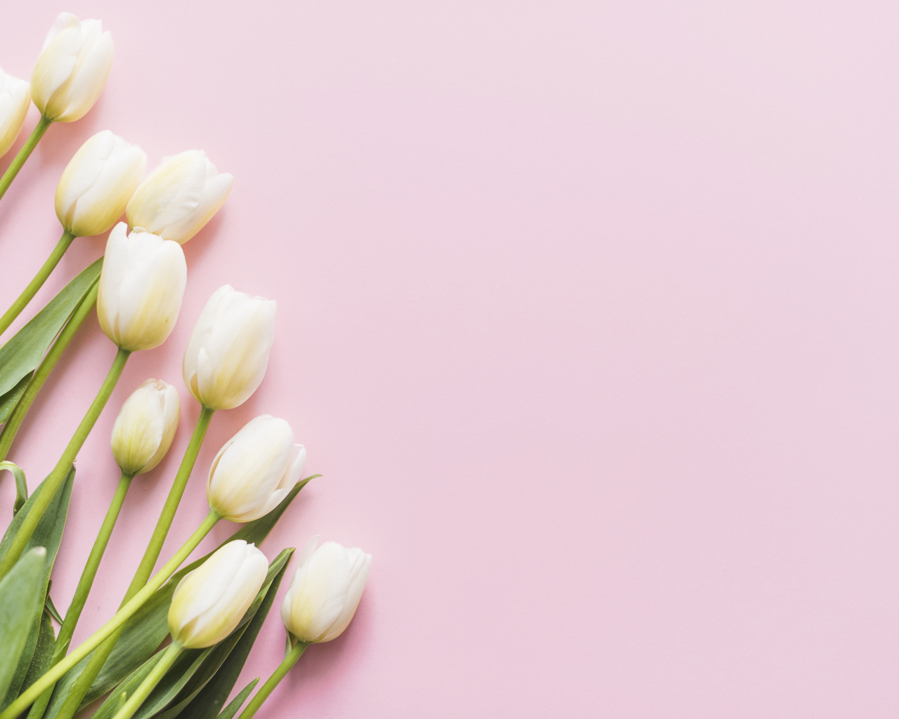 Букет нежных белых тюльпанов на розовом фоне, шаблон 