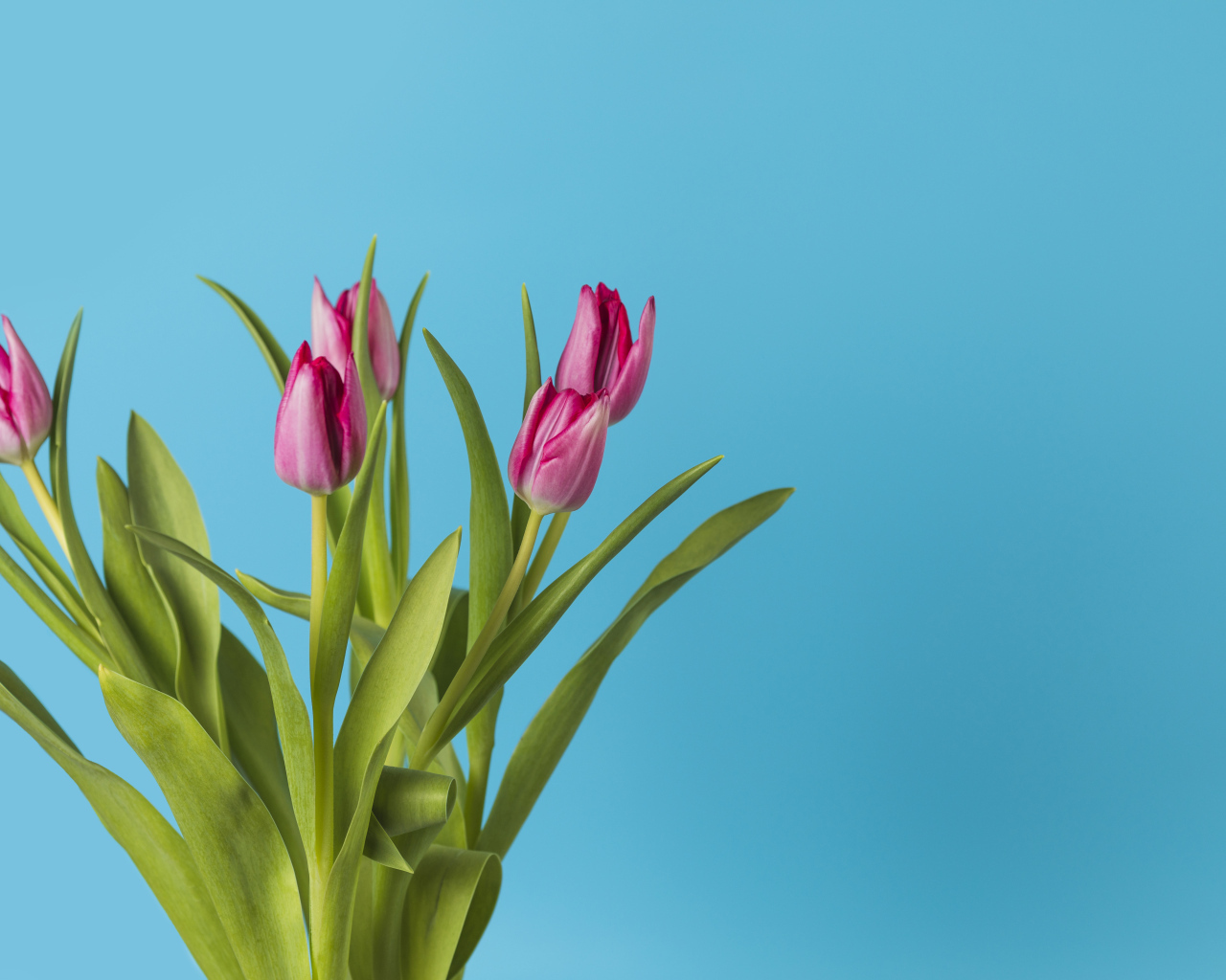 Букет розовых тюльпанов на голубом фоне