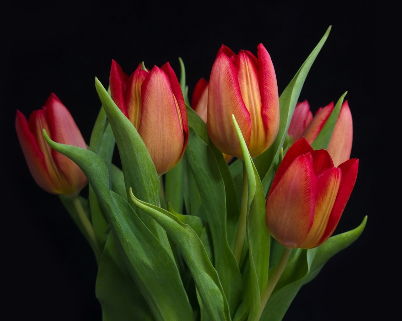 Букет красных весенних тюльпанов на черном фоне