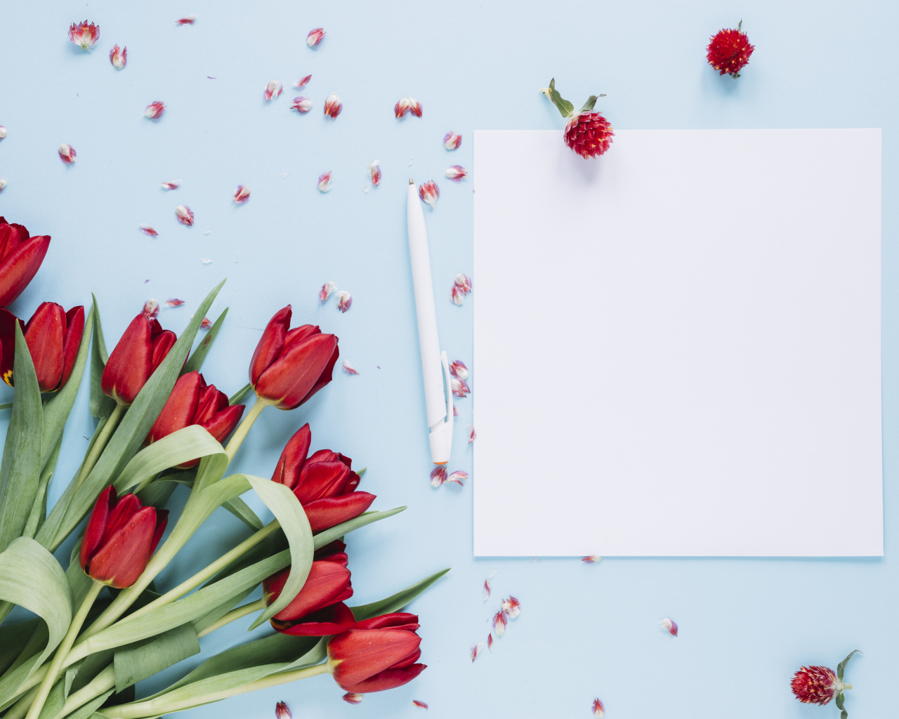 Букет красных тюльпанов с белыми листами на голубом фоне, шаблон 