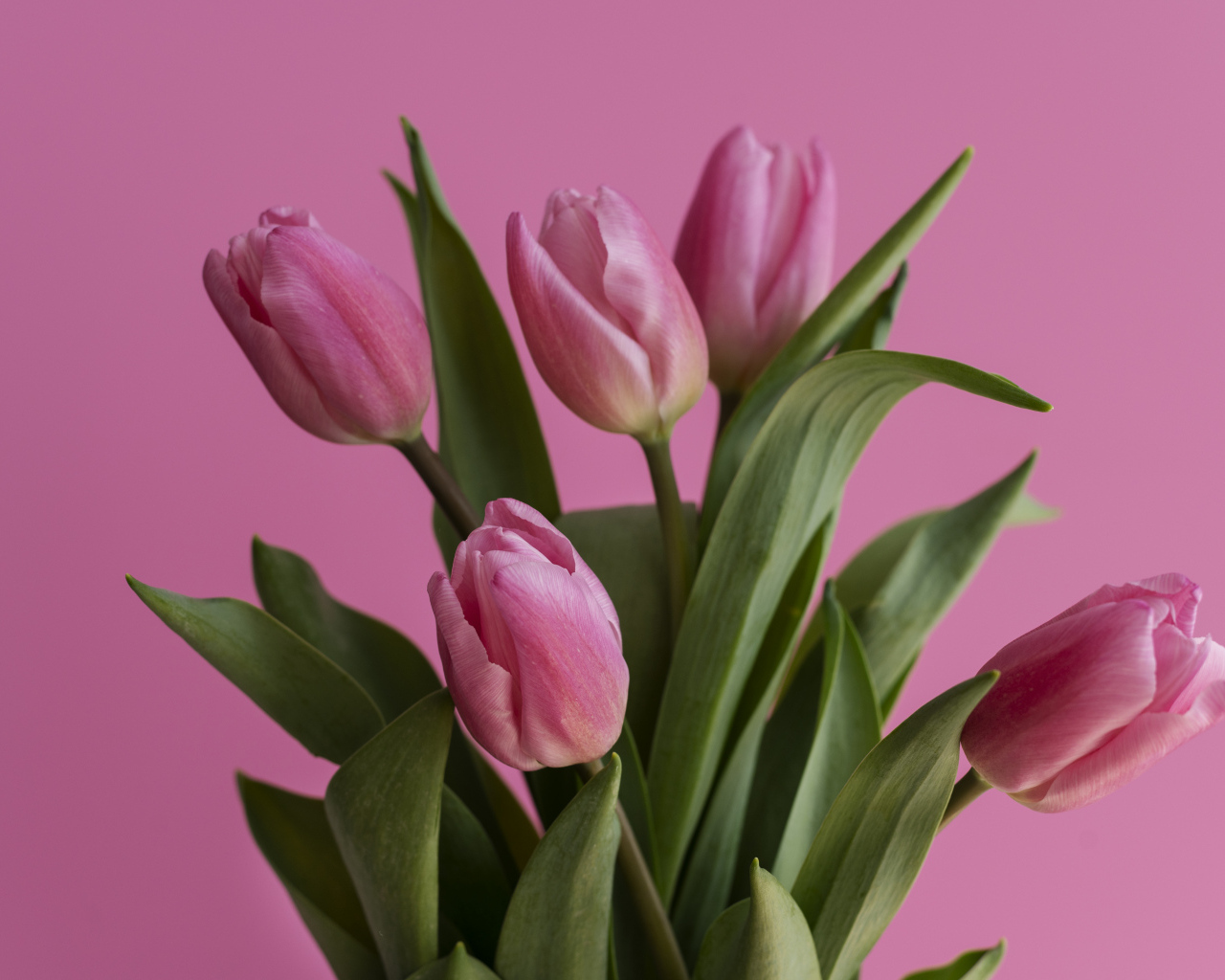 Букет весенних тюльпанов на розовом фоне