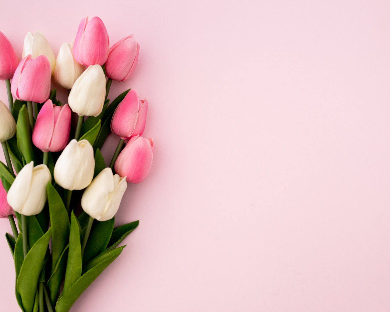 Букет белых и розовых тюльпанов на розовом фоне