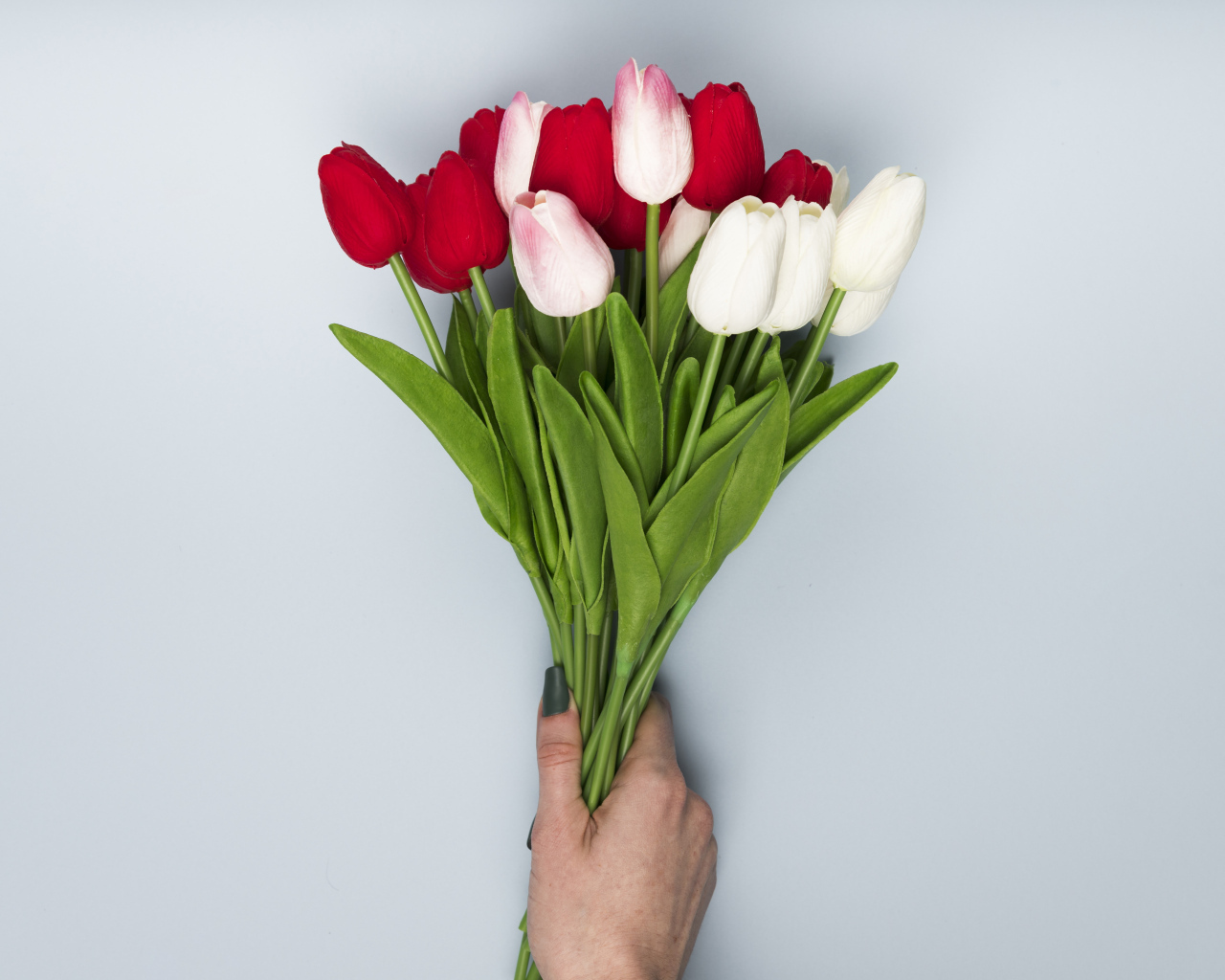 Букет белых и красных цветов тюльпана на сером фоне