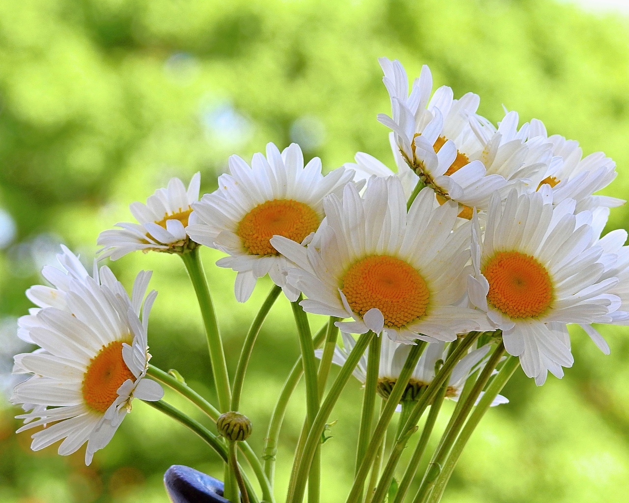 Букет белых ромашке с желтой серединкой