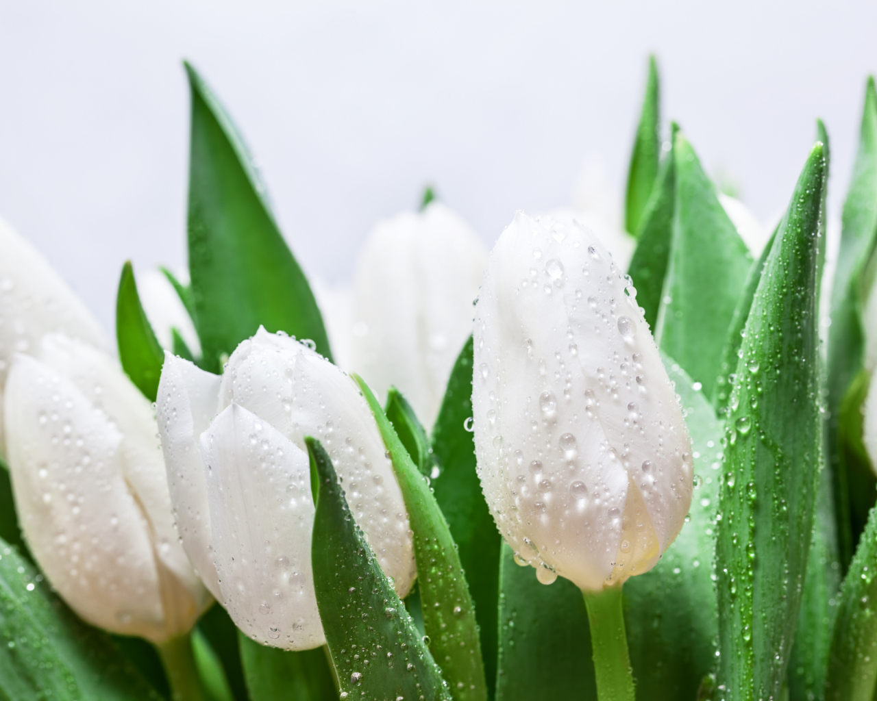 Букет белых тюльпанов с зелеными листьями в каплях дождя
