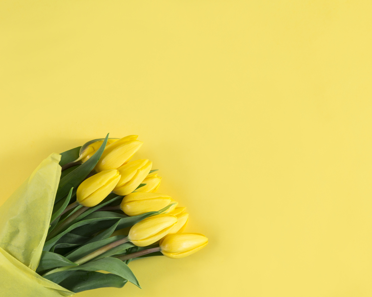 Букет желтых тюльпанов в бумаге на желтом фоне