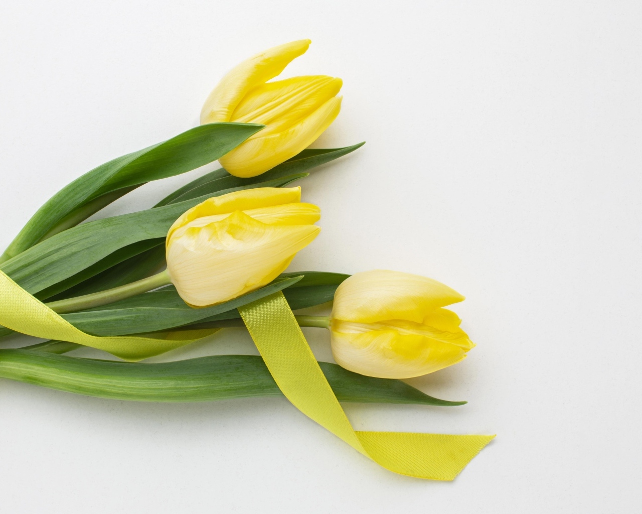 Букет желтых тюльпанов с ленточкой на сером фоне