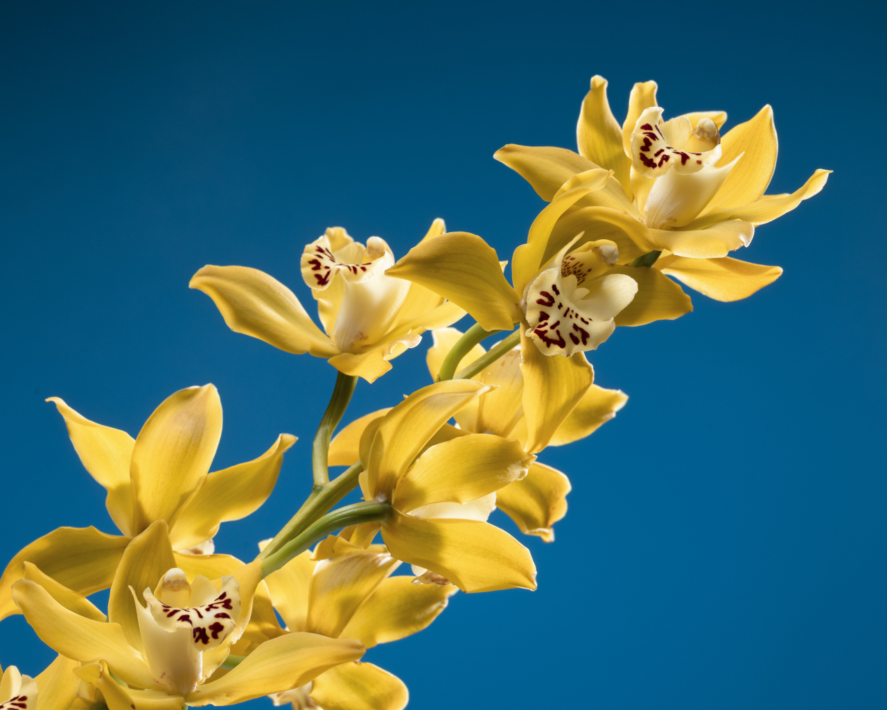 Ветка желтых цветов орхидеи на синем фоне
