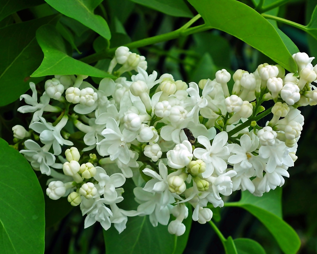 Ветка с нежными белыми цветами сирени