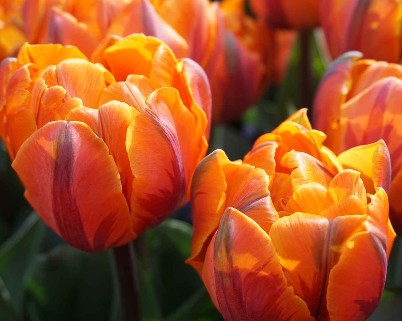 Яркие оранжевые тюльпаны крупным планом