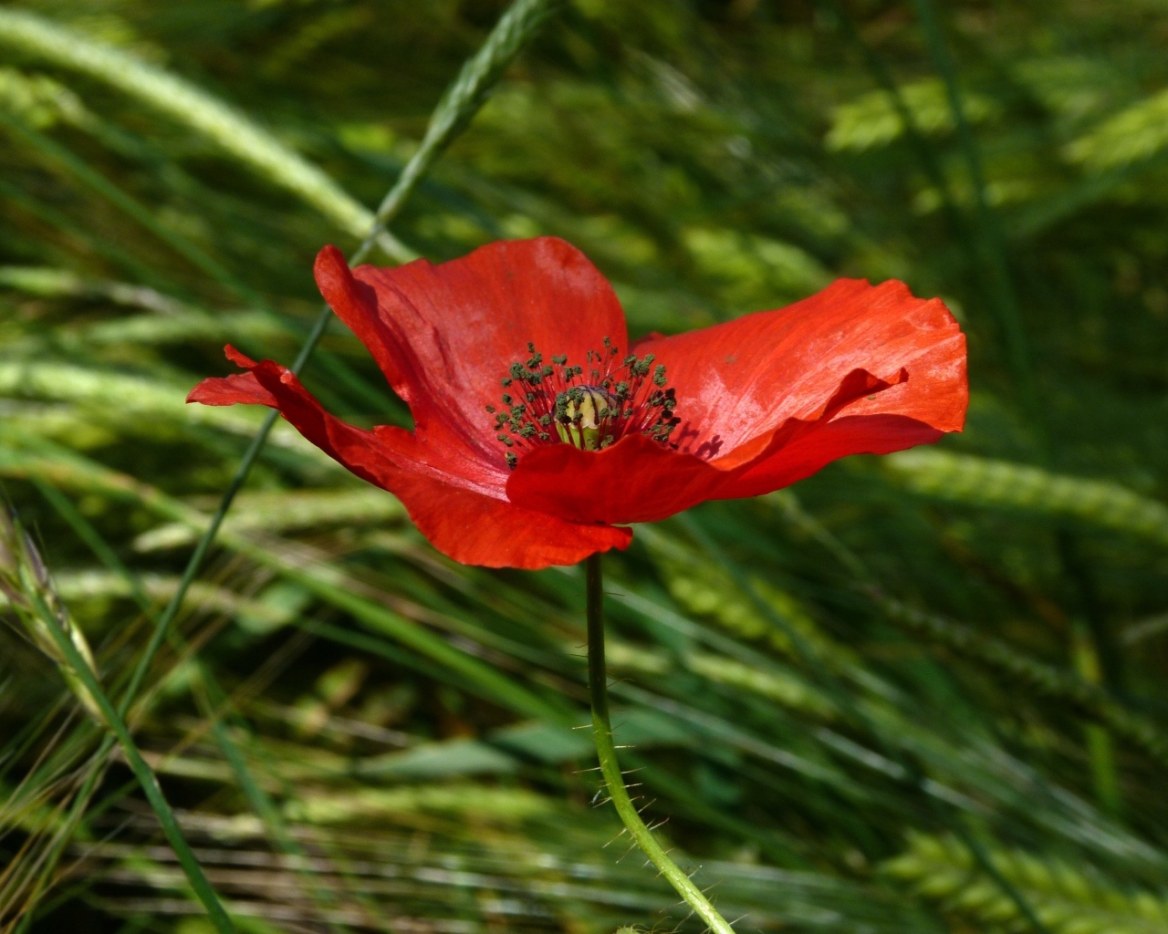 Яркий алый мак в зеленой траве вблизи