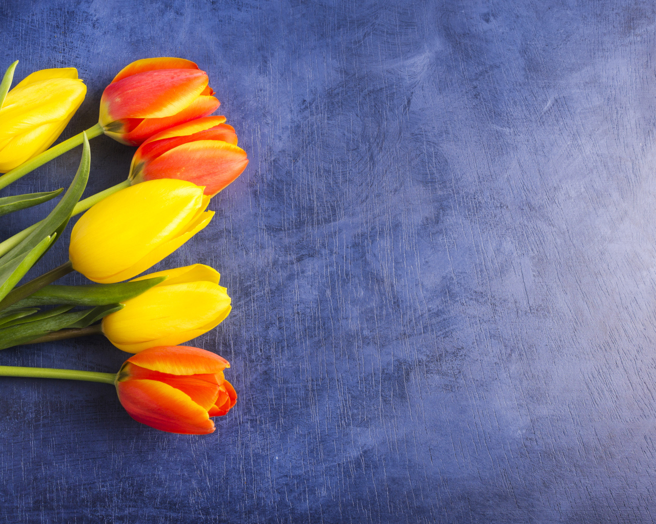 Яркие тюльпаны на синем фоне