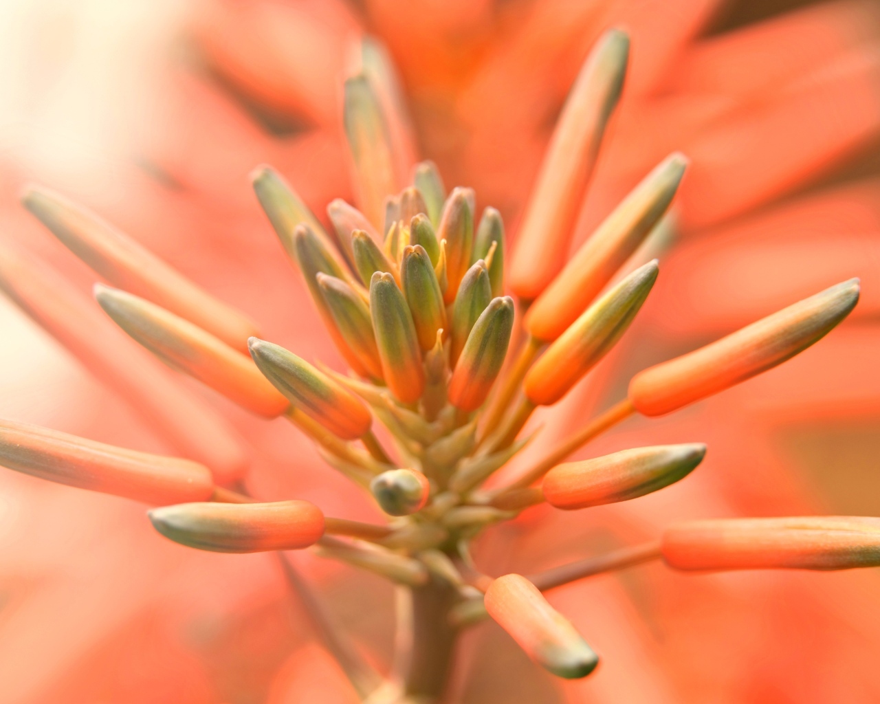 Бутоны оранжевого комнатного цветка лилии