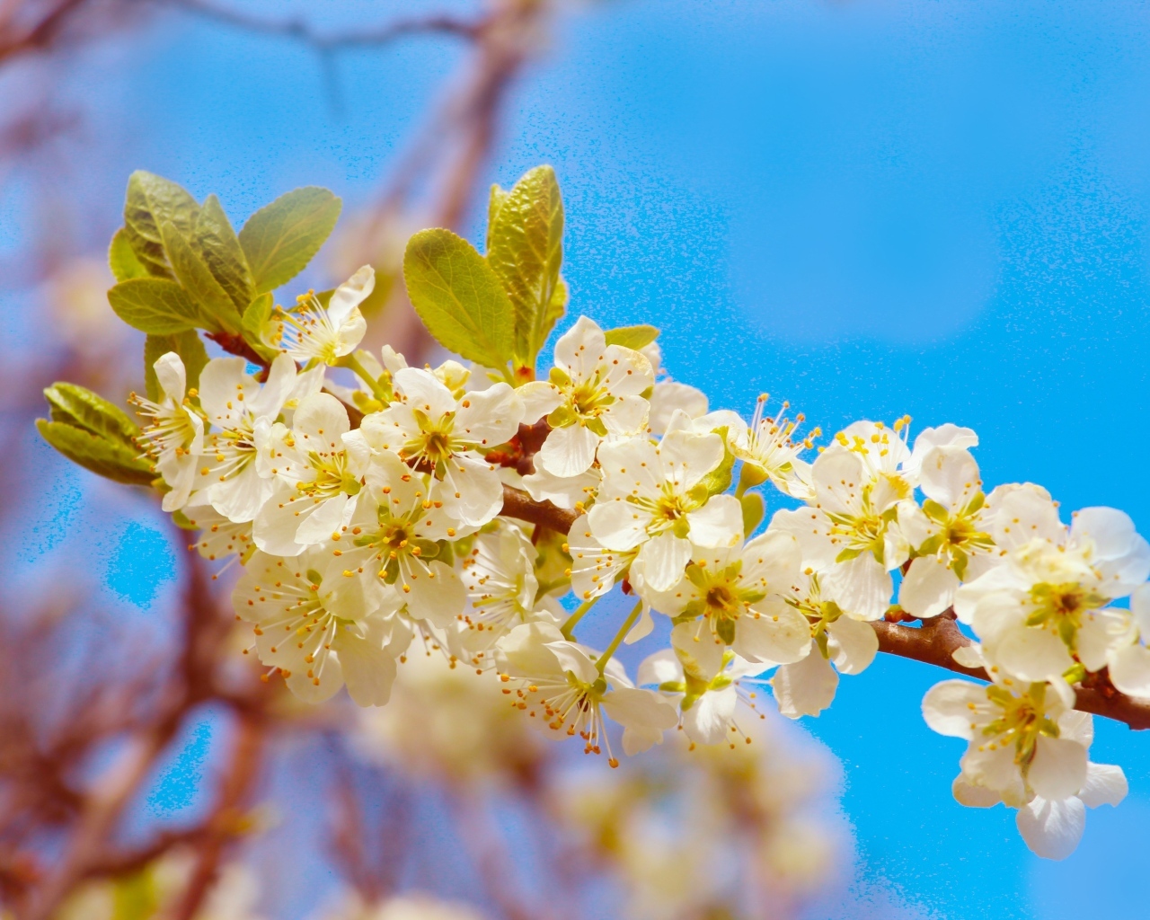 Ветка черешни с крупными цветами на фоне неба