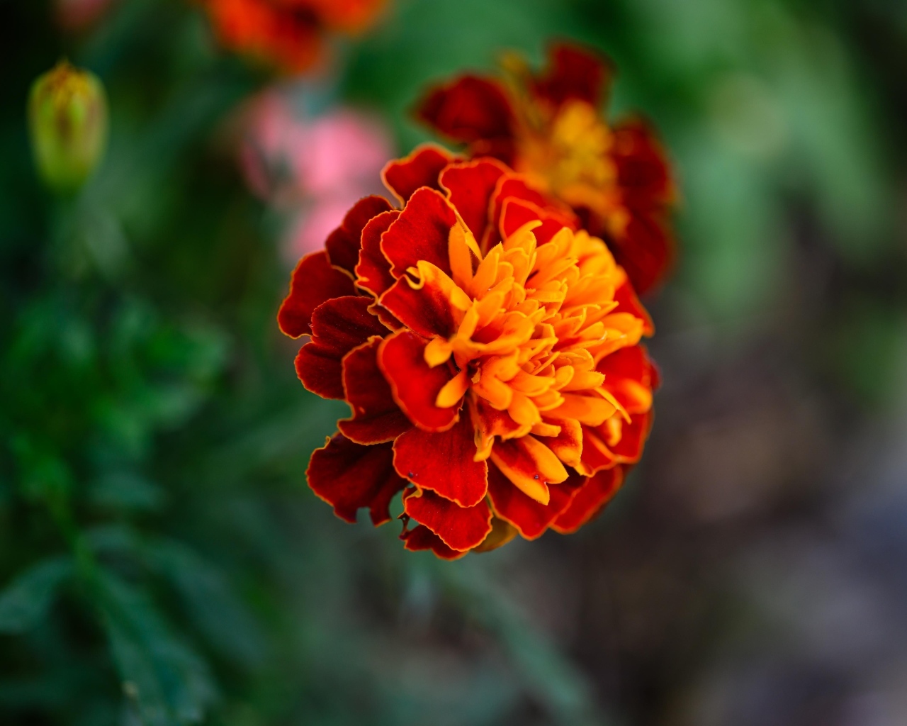 Цветок садового бархатца крупным планом