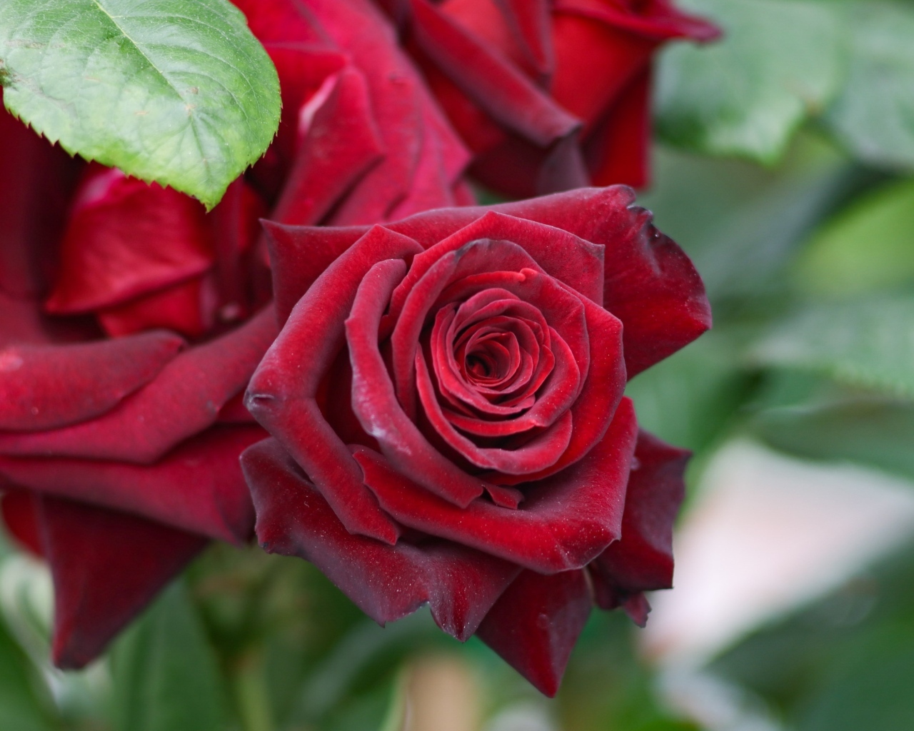 Бордовые чайные розы на клумбе крупным планом