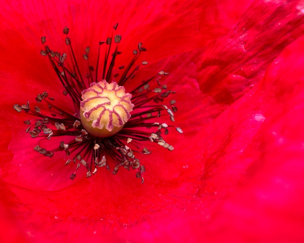 Серединка большого красного мака крупным планом