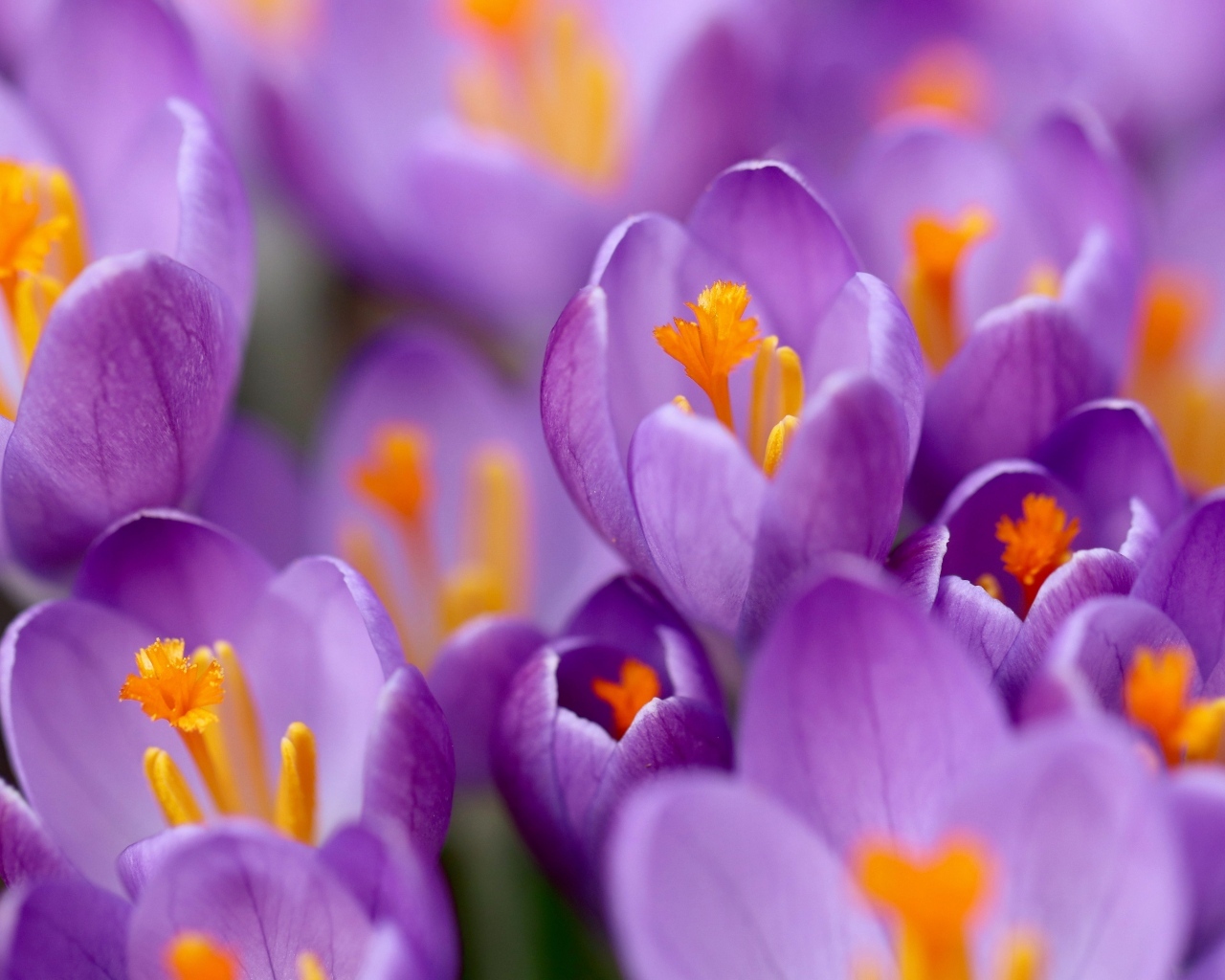 Крокусы на клумбе крупным планом