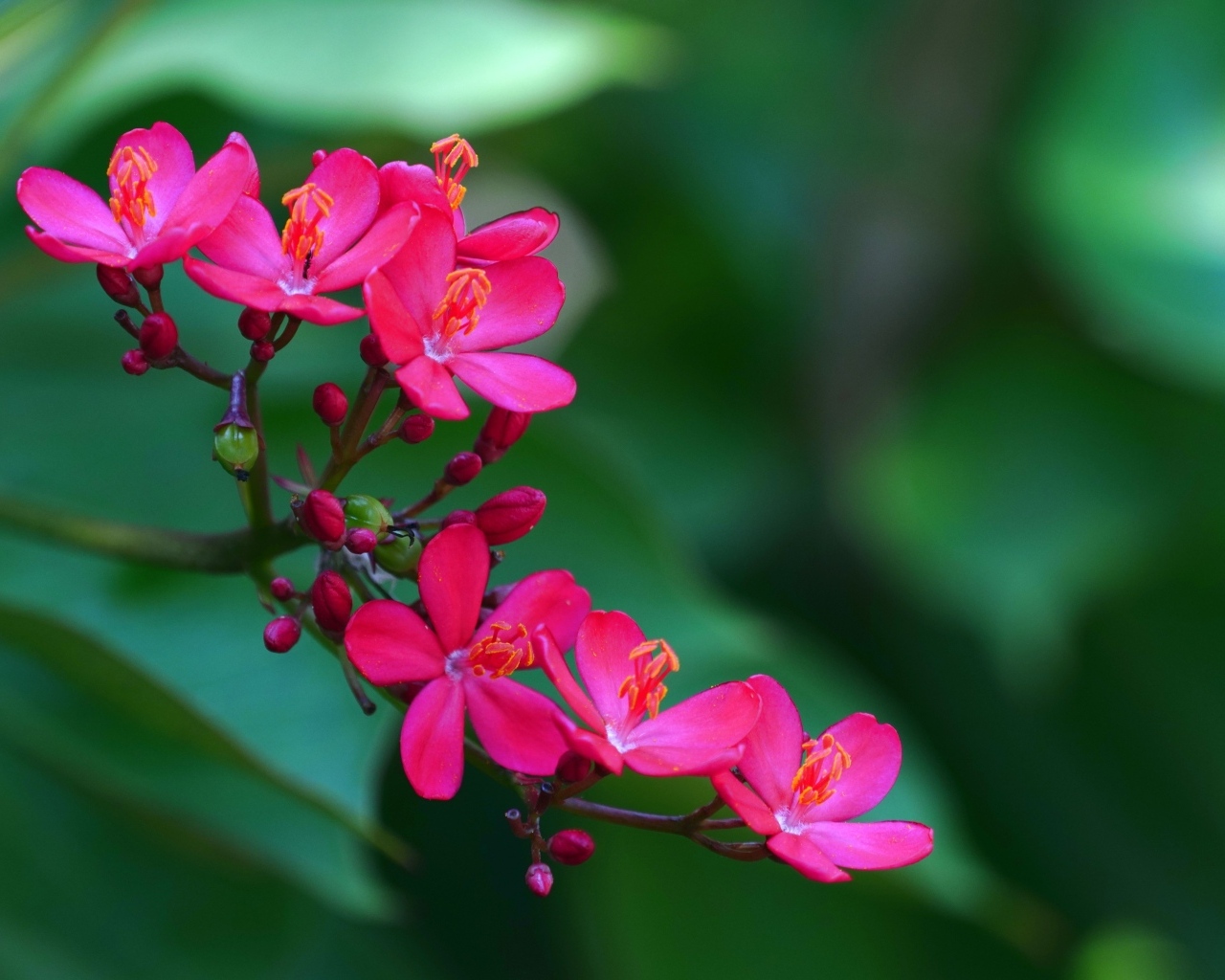 Милые розовые цветы перегринас крупным планом