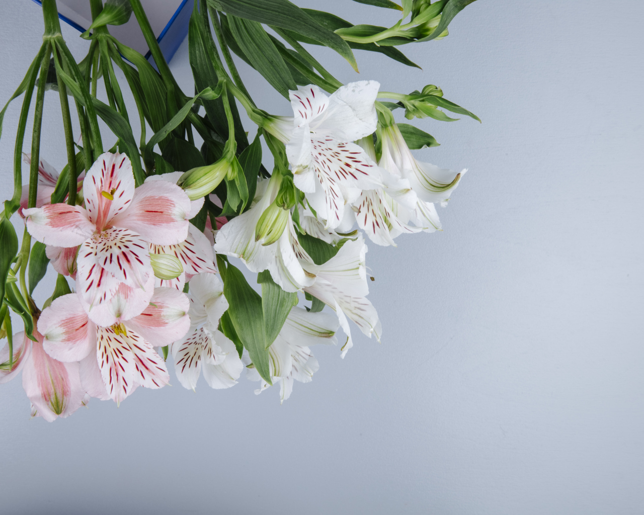 Нежные цветы альстромерии на сером фоне