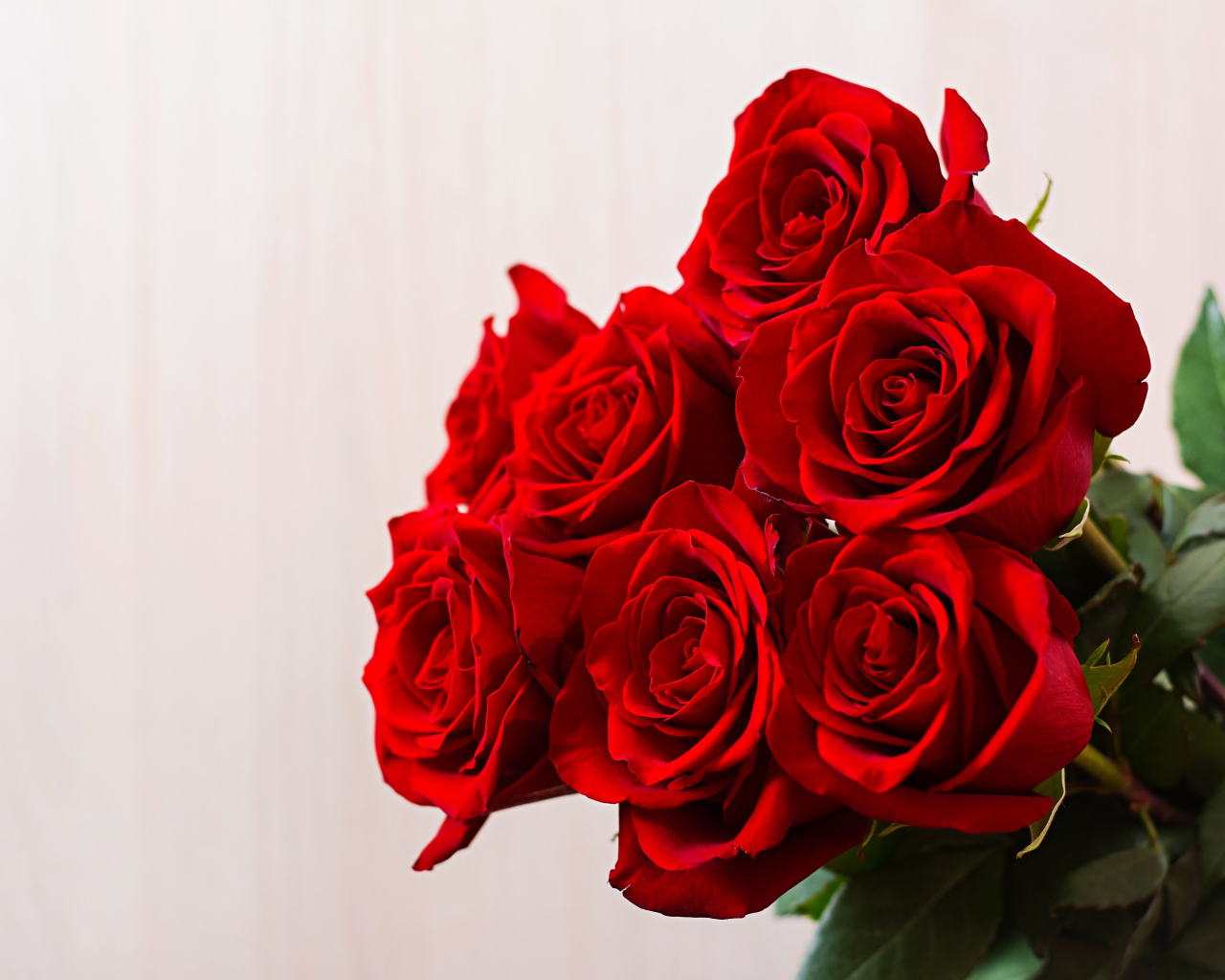 Нежные красивые красные розы на сером фоне