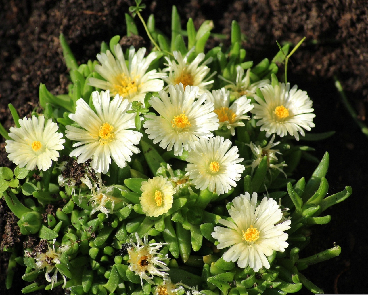 Нежные садовые цветы очиток на клумбе