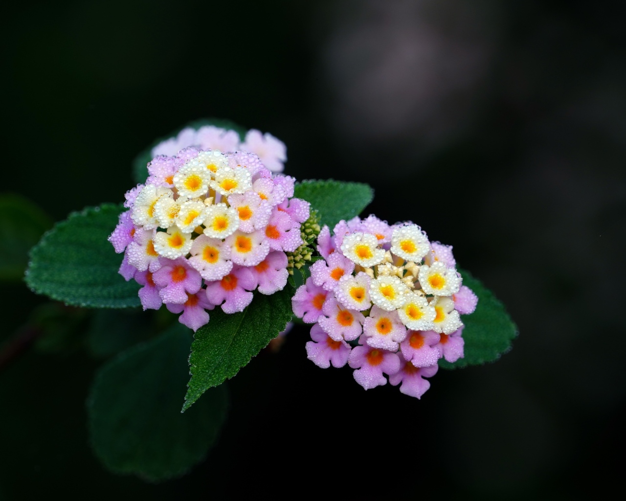 Нежные сиреневые цветы лантана