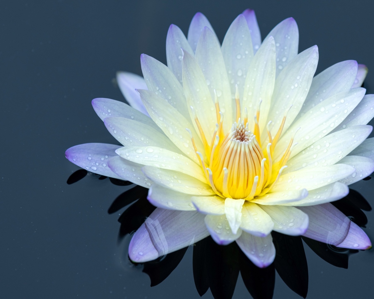 Нежный цветок лотоса в черной холодной воде