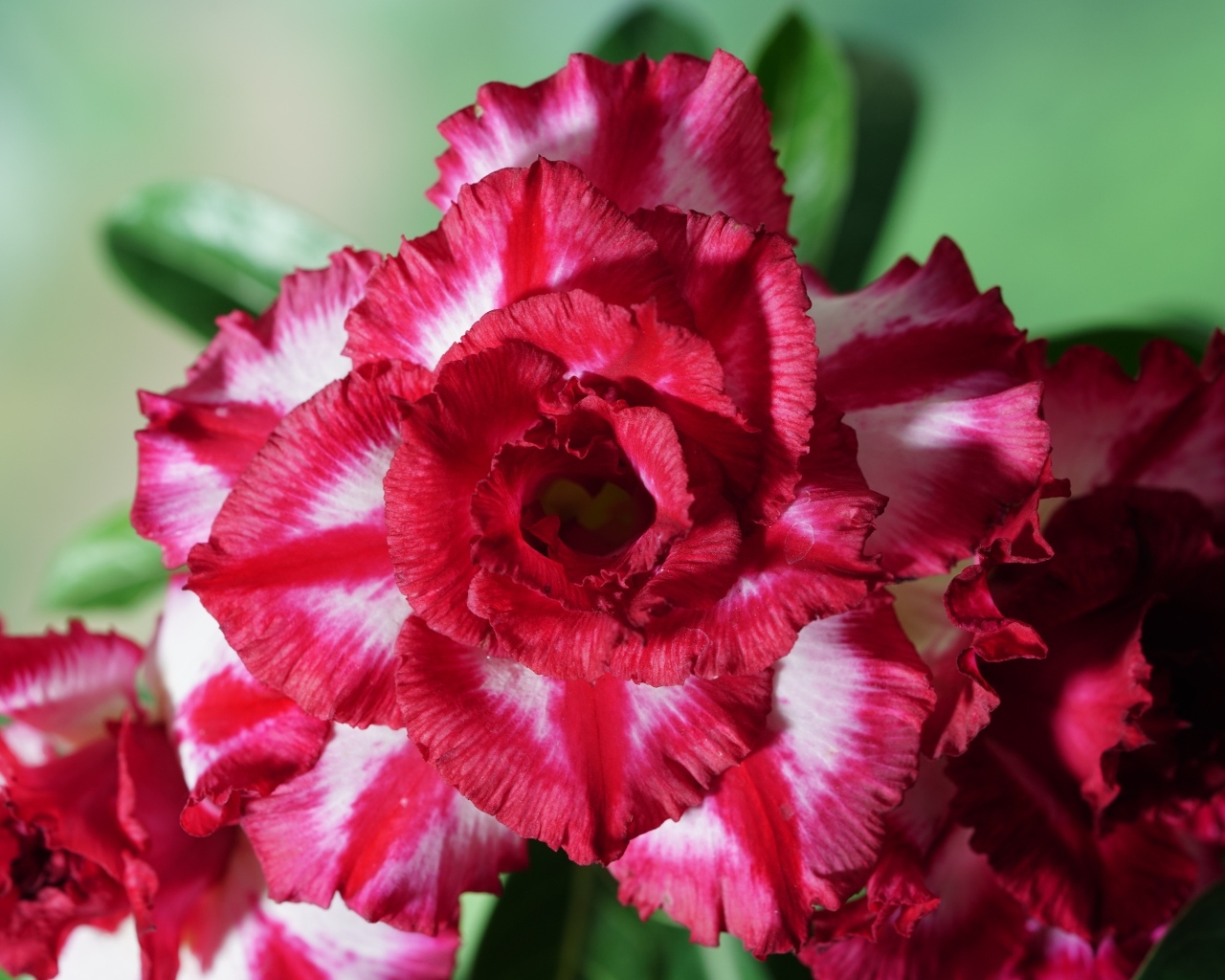 Нежные лепестки цветка адениум