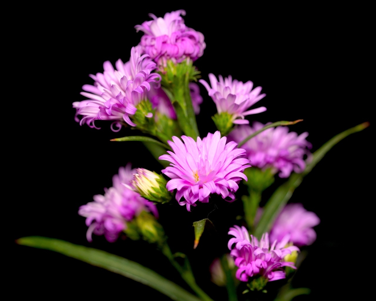 Нежные розовые цветы сентябринка на черном фоне