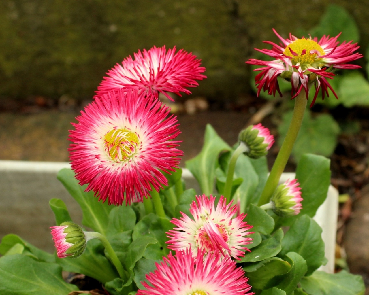 Нежные розовые маргаритки крупным планом