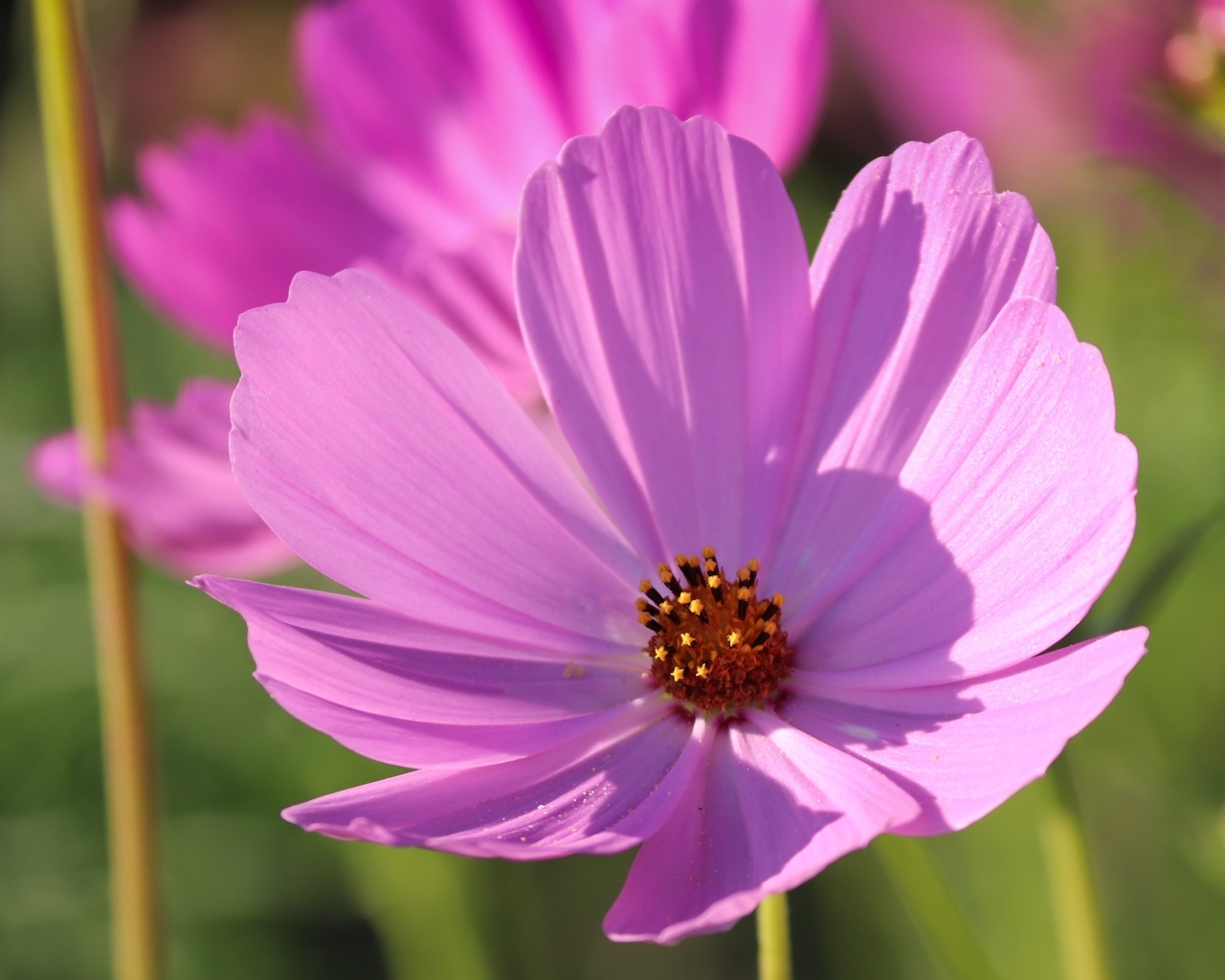 Нежный розовый садовый цветок космея в лучах солнца
