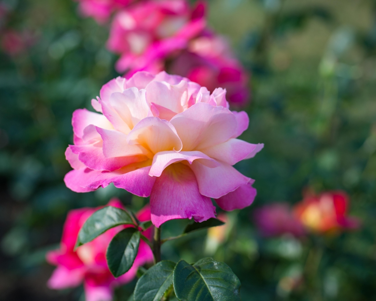 Нежные розовые розы на клумбе в парке