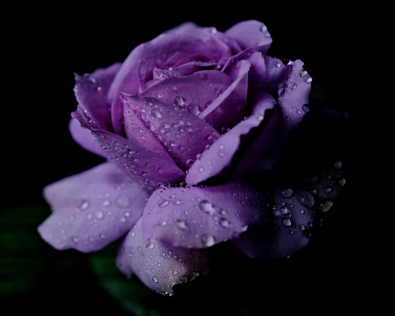 Delicate purple rose in dew drops