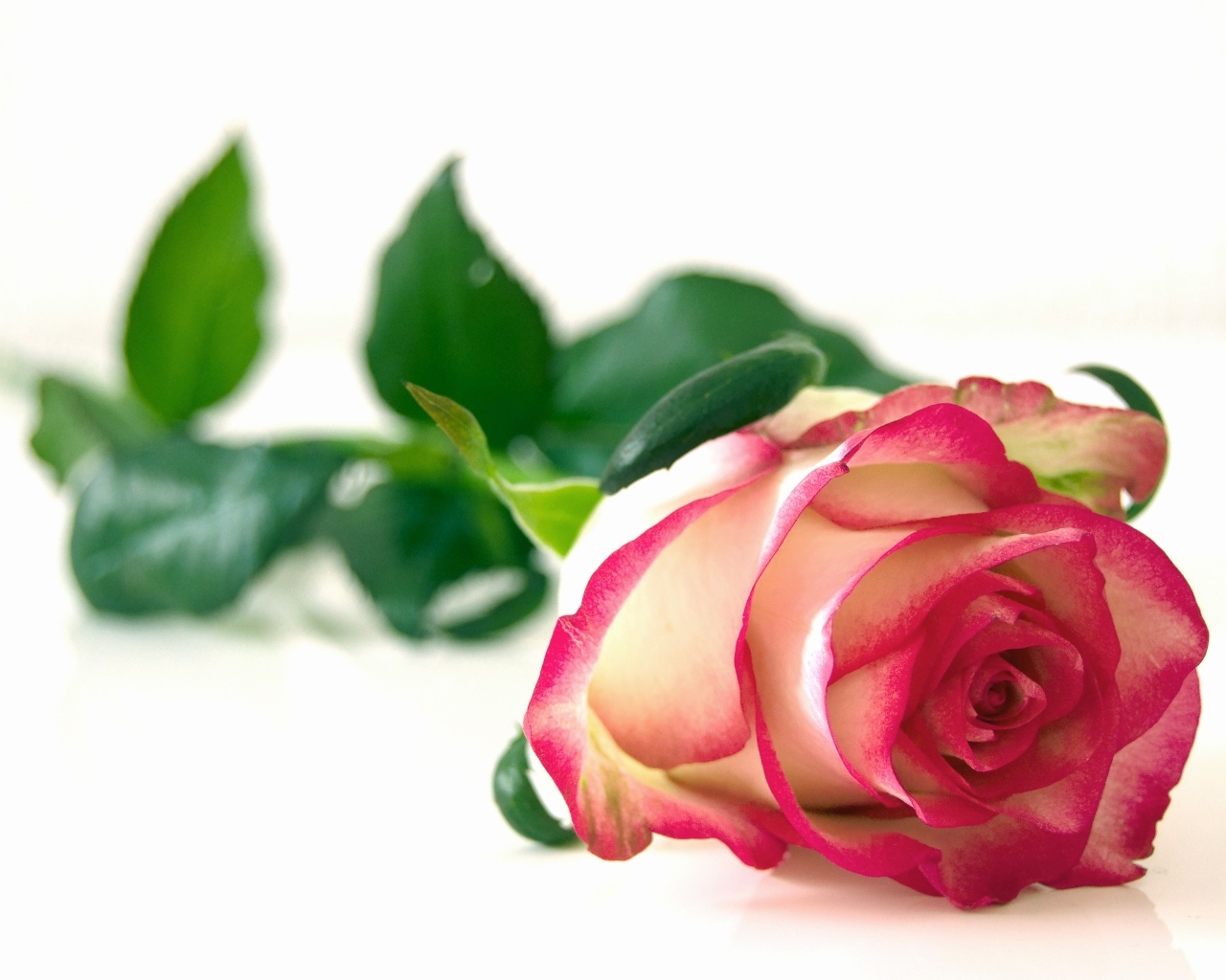 Нежная роза с зелеными листьями на белом  фоне