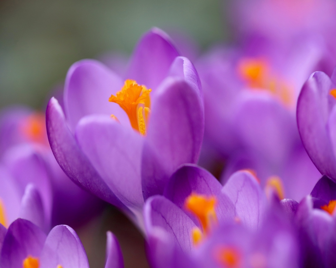 Нежные маленькие лепестки фиолетового крокуса