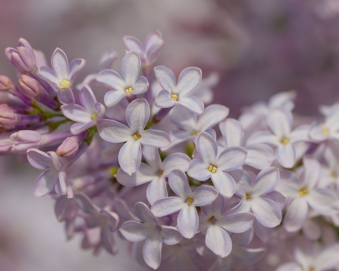 Нежные весенние цветы сирени