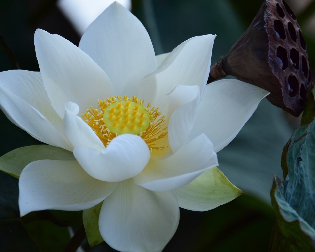 Нежный белый цветок лотоса крупным планом