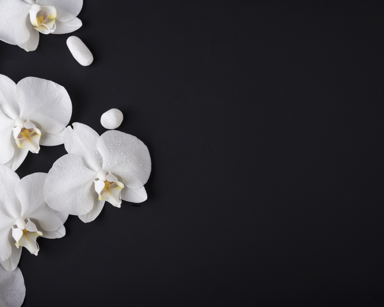Нежные белые орхидеи с камнями на черном фоне