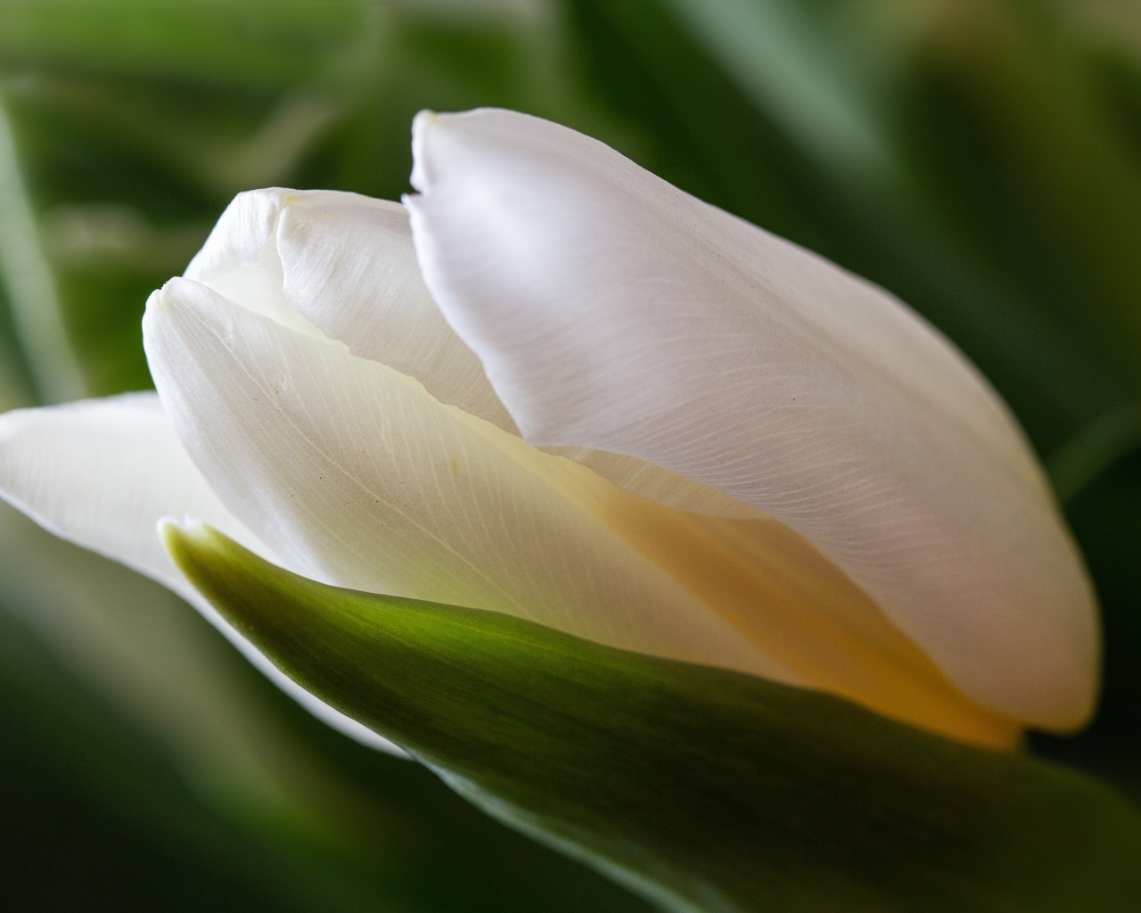 Нежный белый тюльпан с зелеными листьями