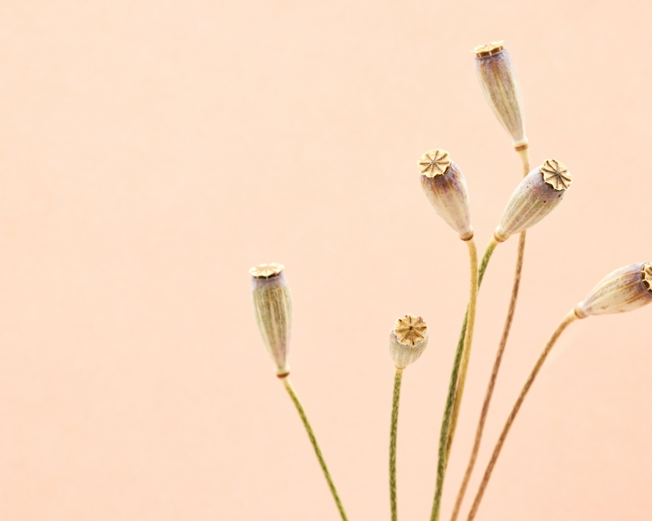 Высушенные отцветшие цветы на бежевом фоне