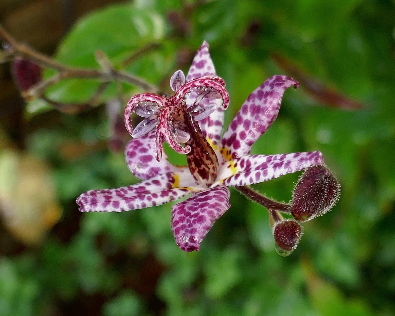 Экзотический пятнистый цветок орхидеи