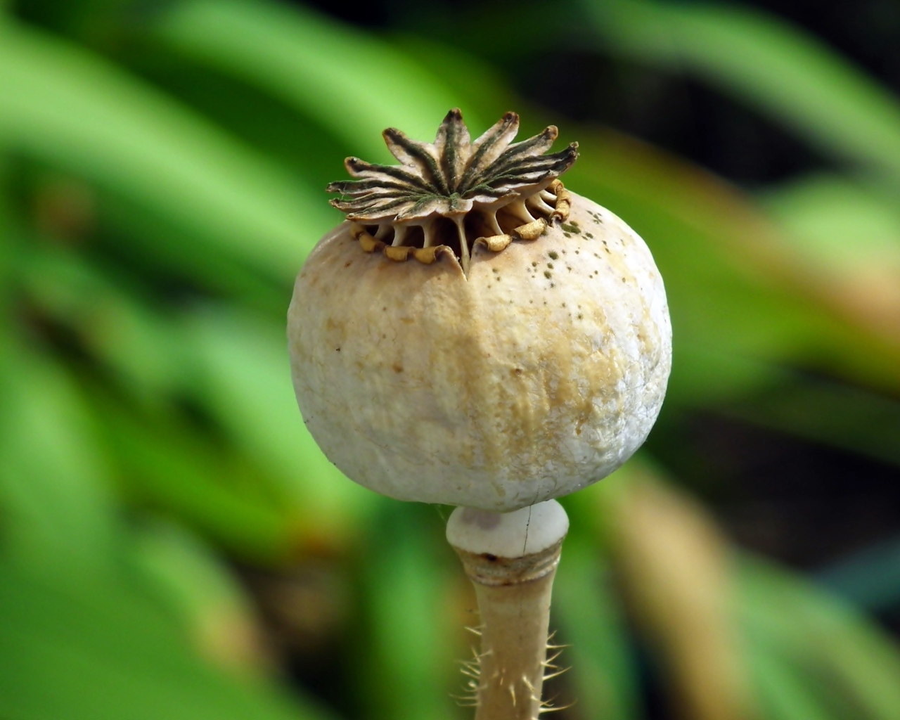 Отцветший мак крупным планом 