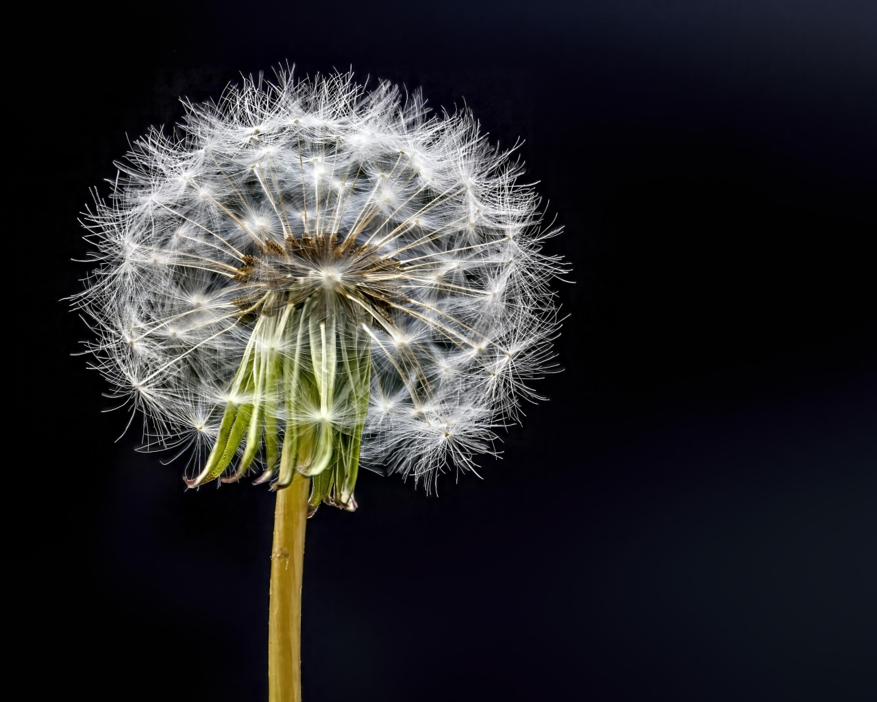 Отцветший белый одуванчик на черном фоне