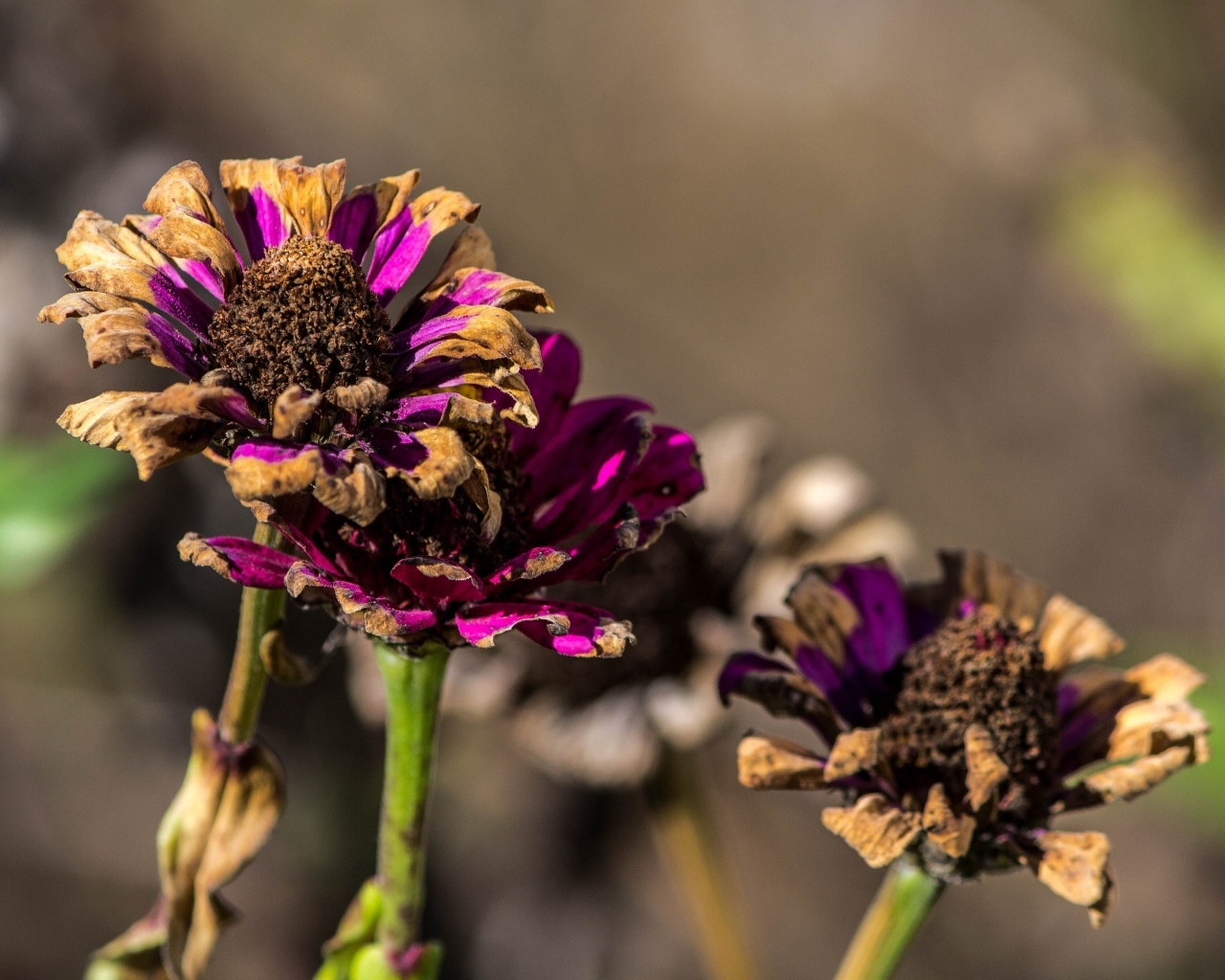 Отцветшие цветы циннии 