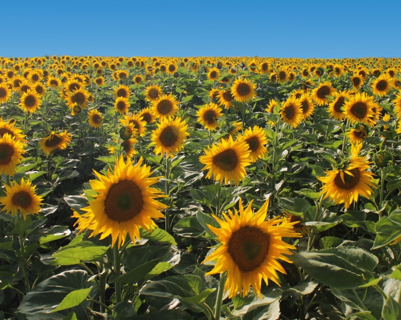 Поле больших цветущих подсолнухов под голубым небом