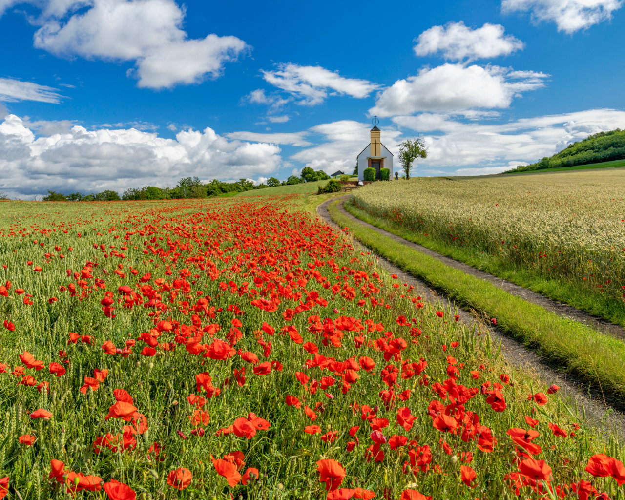Поле красных маков под голубым небом с белыми облаками